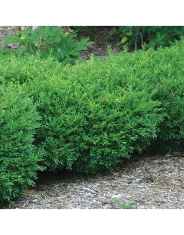 Boxwood, Buxus sinica var. insularis 'Franklin's Gem' 3G