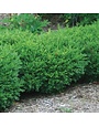 Boxwood, Buxus sinica var. insularis 'Franklin's Gem' 3G