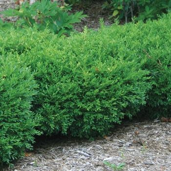 Boxwood, Buxus sinica var. insularis 'Franklin's Gem' 3G