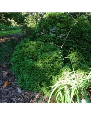 Arborvitae, Thuja occidentalis 'Hetz Midget' 3G