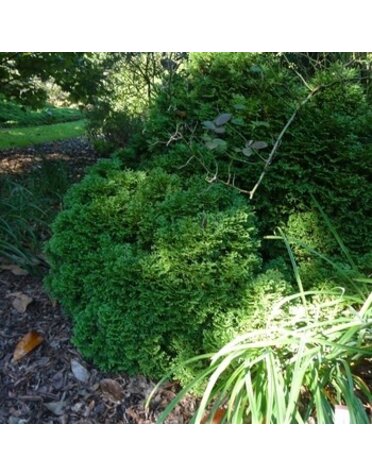 Arborvitae, Thuja occidentalis 'Hetz Midget' 3G