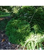 Arborvitae, Thuja occidentalis 'Hetz Midget' 3G