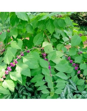 Beautyberry, Callicarpa americana 'Lactea' (White Berry) 3G
