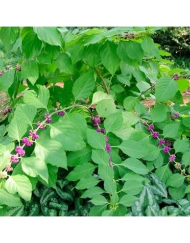 Beautyberry, Callicarpa americana 'Lactea' (White Berry) 3G