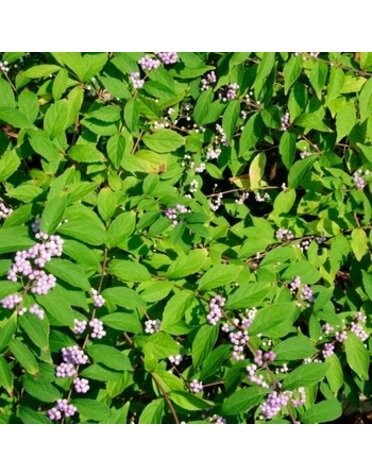 Beautyberry, Callicarpa bodinieri var. giraldii 'Profusion' (Purple Berry) 3G