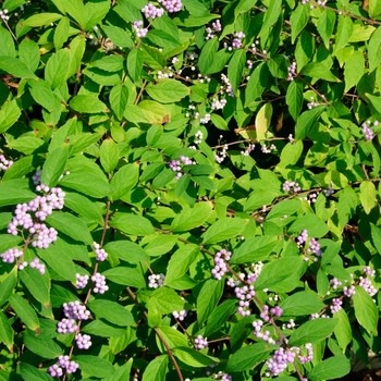 Beautyberry, Callicarpa bodinieri var. giraldii 'Profusion' (Purple Berry) 3G