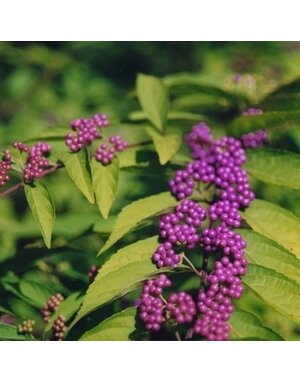 Beautyberry, Callicarpa dichotoma 'Early Amethyst' (Purple Berry) 3G