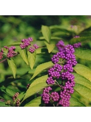 Beautyberry, Callicarpa dichotoma 'Early Amethyst' (Purple Berry) 3G