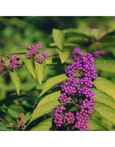 Beautyberry, Callicarpa dichotoma 'Early Amethyst' (Purple Berry) 3G