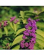 Beautyberry, Callicarpa dichotoma 'Early Amethyst' (Purple Berry) 3G