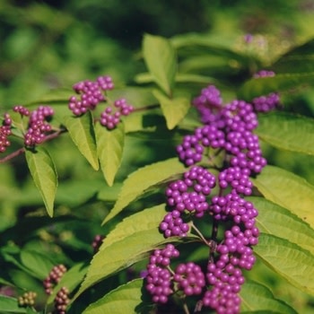 Beautyberry, Callicarpa dichotoma 'Early Amethyst' (Purple Berry) 3G