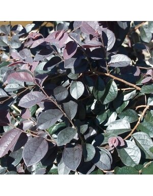 Loropetalum, Loropetalum chinense 'Dark Fire' 3G