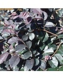 Loropetalum, Loropetalum chinense 'Dark Fire' 3G