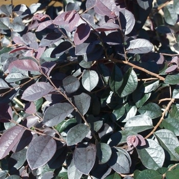 Loropetalum, Loropetalum chinense 'Dark Fire' 3G