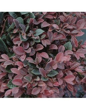 Loropetalum, Loropetalum chinense 'Plum Gorgeous' PPAF 3G