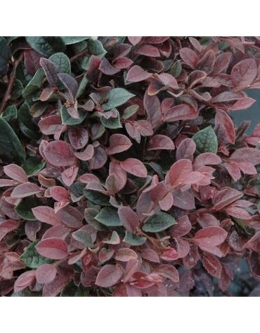 Loropetalum, Loropetalum chinense 'Plum Gorgeous' PPAF 3G