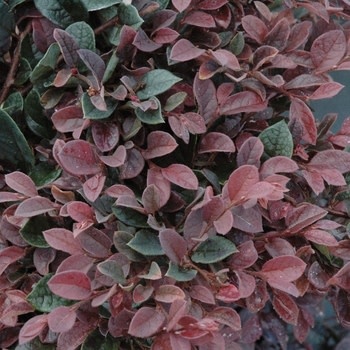 Loropetalum, Loropetalum chinense 'Plum Gorgeous' PPAF 3G