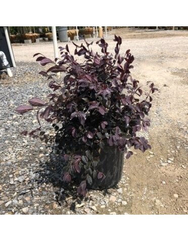 Loropetalum, Loropetalum chinense 'Ruby' 3G