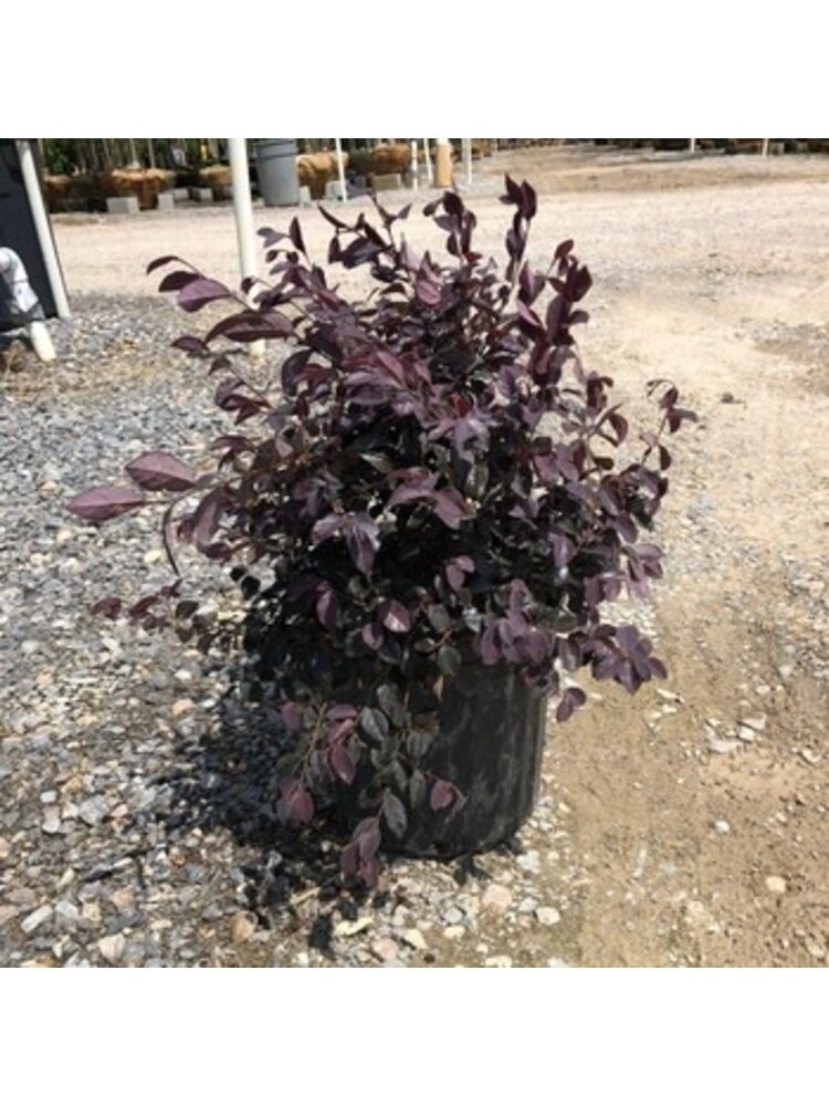 Loropetalum, Loropetalum chinense 'Ruby' 3G