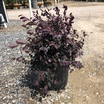 Loropetalum, Loropetalum chinense 'Ruby' 3G