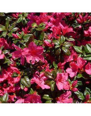 Azalea, Rhododendron 'Sunglow' (Rose Red) 1G