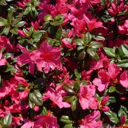 Azalea, Rhododendron 'Sunglow' (Rose Red) 3G  NOT FOR SALE