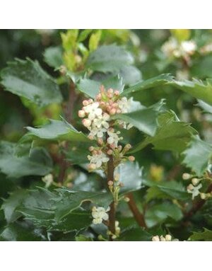 Holly, Ilex x meserveae 'Blue Prince' 3G