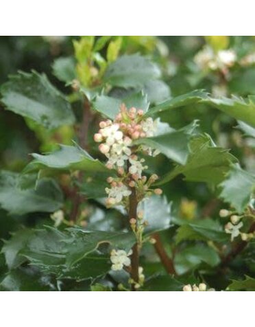 Holly, Ilex x meserveae 'Blue Prince' 3G