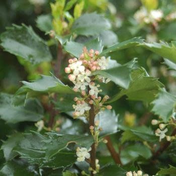 Holly, Ilex x meserveae 'Blue Prince' 3G