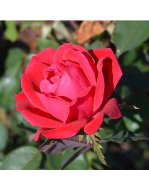 Rose Tree, Rosa 'Radtko' Double Red Knock Out® (Red) (Tree Form) 3G
