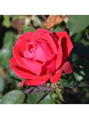 Rose Tree, Rosa 'Radtko' Double Red Knock Out® (Red) (Tree Form) 3G