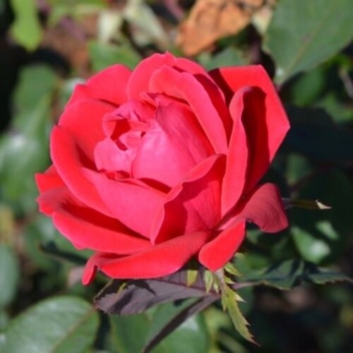 Rose Tree, Rosa 'Radtko' Double Red Knock OutÂ® (Red) (Tree Form) 3G