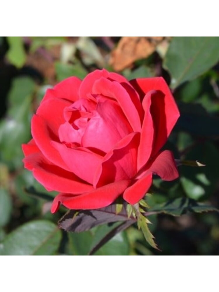 Rose Tree, Rosa 'Radtko' Double Red Knock Out® (Red) (Tree Form) 3G