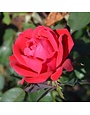 Rose Tree, Rosa 'Radtko' Double Red Knock Out® (Red) (Tree Form) 3G
