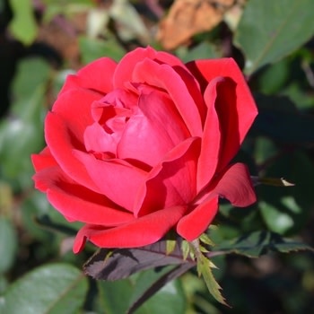 Rose Tree, Rosa 'Radtko' Double Red Knock Out® (Red) (Tree Form) 3G