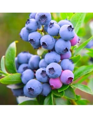 Blueberry, Vaccinium corymbosum 'Bluecrop' 1G