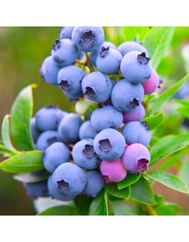 Blueberry, Vaccinium corymbosum 'Bluecrop' 1G