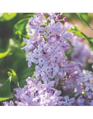 Lilac , Syringa vulgaris 'G13099' New Age™ Lavender (Lavender) 5G