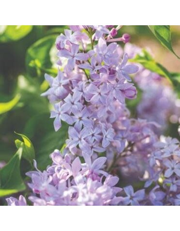 Lilac , Syringa vulgaris 'G13099' New Age™ Lavender (Lavender) 5G