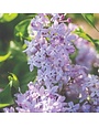 Lilac , Syringa vulgaris 'G13099' New Age™ Lavender (Lavender) 3G
