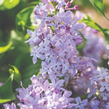 Lilac , Syringa vulgaris 'G13099' New Age™ Lavender (Lavender) 3G