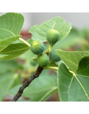 Fig, Ficus carica 'Celeste' 3G