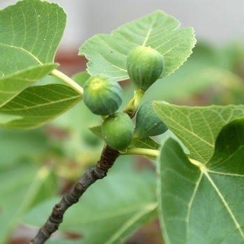 Fig, Ficus carica 'Celeste' 3G