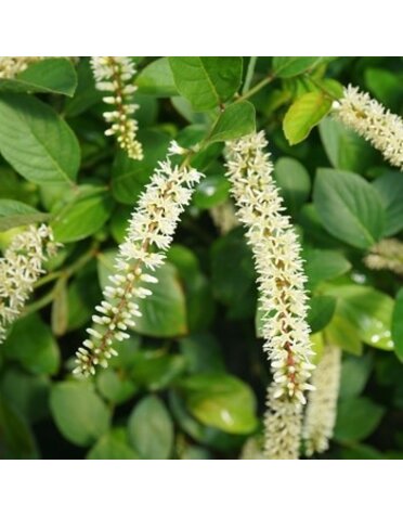 Sweetspire, Itea virginica 'SMNIVDFC' Scentlandia® 3G