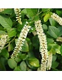 Sweetspire, Itea virginica 'SMNIVDFC' Scentlandia® 3G