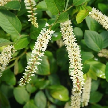 Sweetspire, Itea virginica 'SMNIVDFC' Scentlandia® 3G