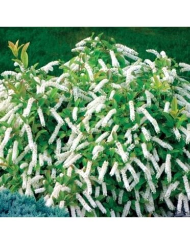 Sweetspire, Itea virginica 'Sprich' Little HenryÂ® 3G