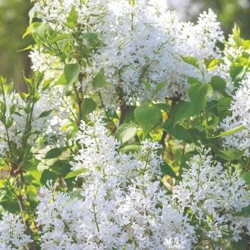 Lilac, Syringa vulgaris 'G13103' New Age™ White (White) 5G