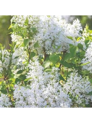 Lilac, Syringa vulgaris 'G13103' New Ageâ„¢ White (White) 3G