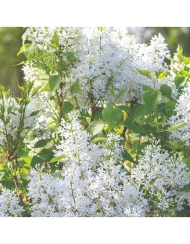 Lilac, Syringa vulgaris 'G13103' New Age™ White (White) 3g